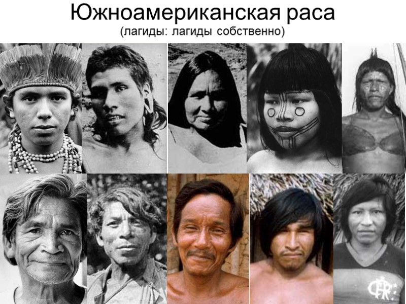 Южноамериканская раса (лагиды: лагиды собственно)